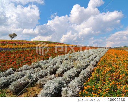 Biei第10部分風景Biei秋天花補綴品的風景 10009688