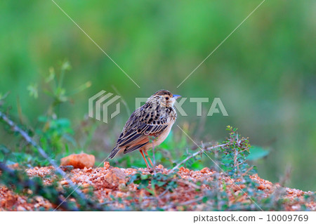 Indian yabu livari 10009769