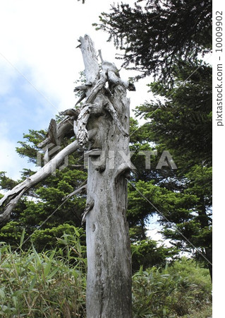 A fallen tree 10009902