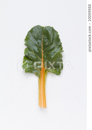 瑞士甜菜 10009988