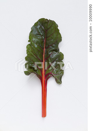 瑞士甜菜 瑞士甜菜 10009990