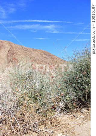 Plants of Anzabollego Desert State Park 10010197