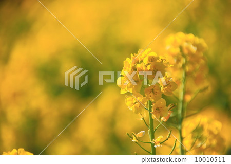 油菜花 10010511