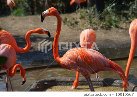 Flamingo Flamingo 10010567