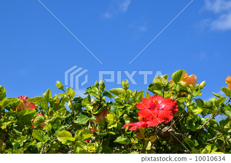 Red Hibiscus Red Hibiscus 10010634
