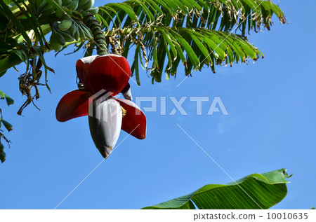 Banana flower Banana flower 10010635