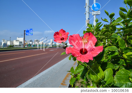Hibiscus at road side Hibiscus at road side 10010636