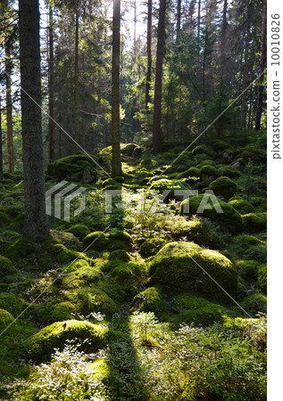 Green Forest in backlighting 10010826