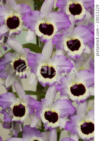 Dendrovium 10011229