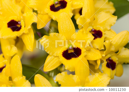 Dendrovium 10011230