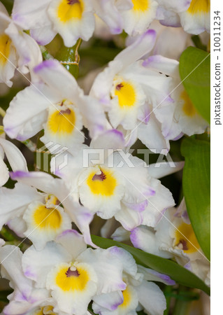 Dendrovium 10011234