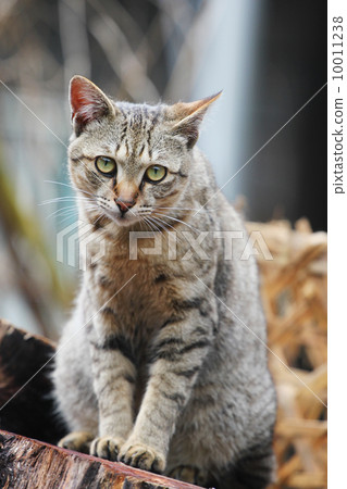 Cat  10011238