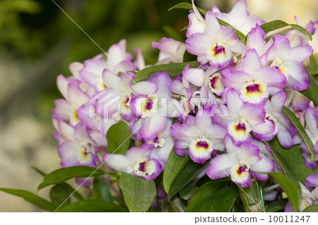 Dendrovium 10011247