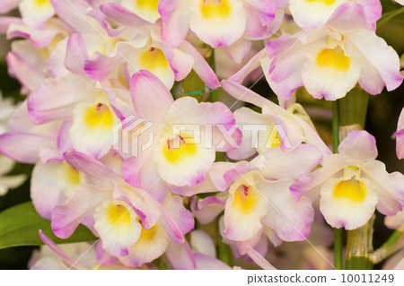 Dendrovium 10011249