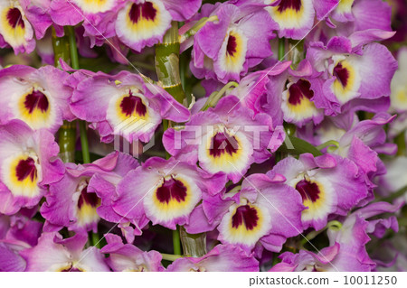 Dendrovium 10011250
