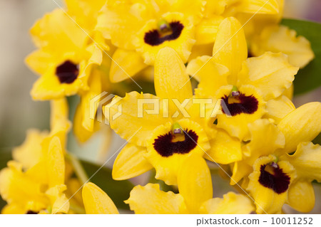 Dendrovium 10011252