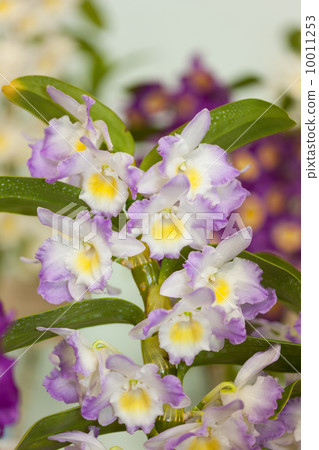 Dendrovium 10011253