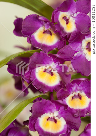 Dendrovium 10011255