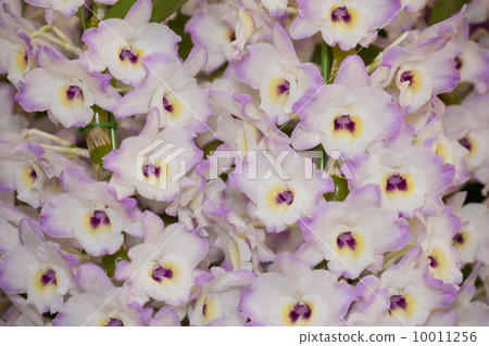 Dendrovium 10011256