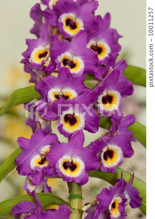 Dendrovium 10011257