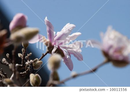 Looking up at the blue sky and pink Kobushi flowers Looking up at the blue sky and pink Kobushi flowers 10011556
