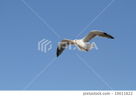 seagull 10011622