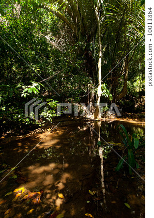 Rainforest. Palm trees and plants at jungle 10011864