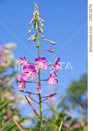 Yanagiran Yanagiran 10011878