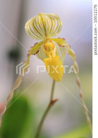 蘭花（兜蘭） 10012276