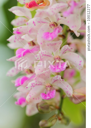 蘭花(Rhynchostylis gigantea) 蘭花(Rhynchostylis gigantea) 10012277