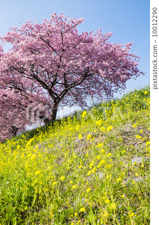 Cherry blossoms and rape blossoms Cherry blossoms and rape blossoms 10012290