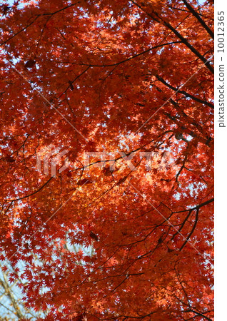 秋葉（高尾山/八王子市，東京） 10012365