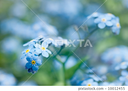 Forget-Me-Not Flowers 10012455