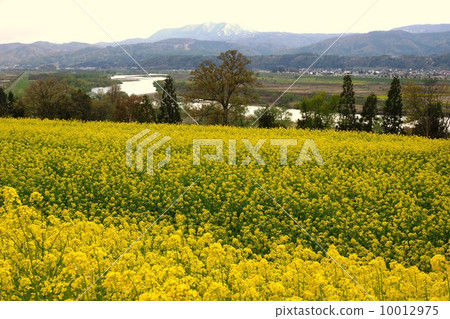 Nayama Rape Flower Festival and the Chikuma River 10012975
