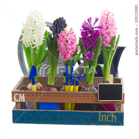 set of  hyacinth flowers 10012995
