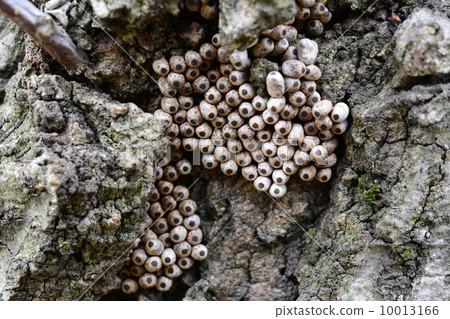 Egg of Kusun Egg of Kusun 10013166