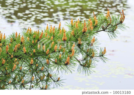 Pine flowers Pine flowers 10013180