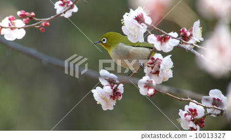 梅花和梅佐 梅花和梅佐 10013327