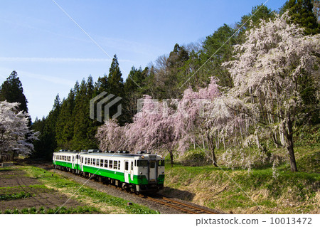 櫻花樹和當地火車在Todami線/ Aizuwanatsu 10013472