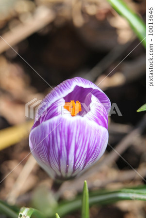 Crocus Crocus 10013646