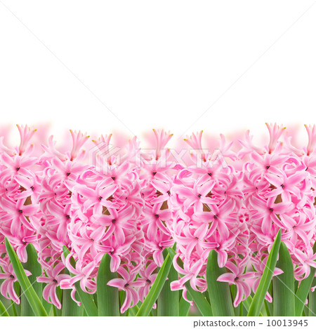 pink hyacinth flowers border 10013945