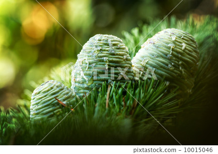 Pinecones Pinecones 10015046