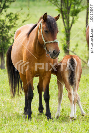 Horse family Horse family 10015047