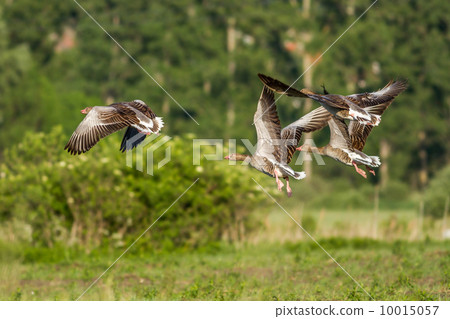 Greylag Gooses 10015057