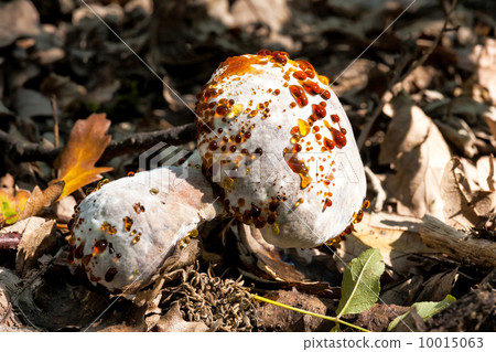Infected edible mushroom 10015063