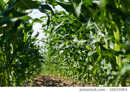 Maize field Maize field 10015064