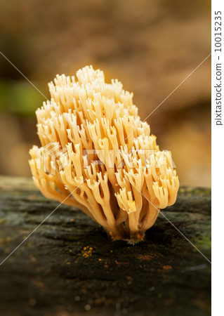 Handsome clavaria 10015235