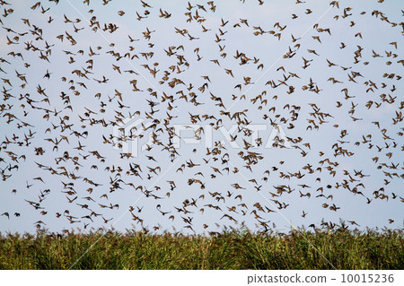 Group of starlings Group of starlings 10015236