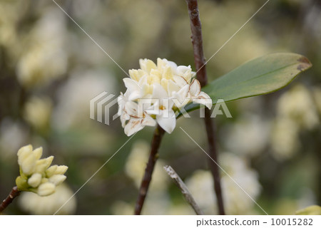 White-tailed ginkgo White-tailed ginkgo 10015282