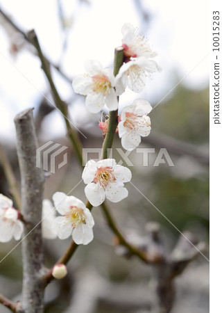 梅花 梅花 10015283